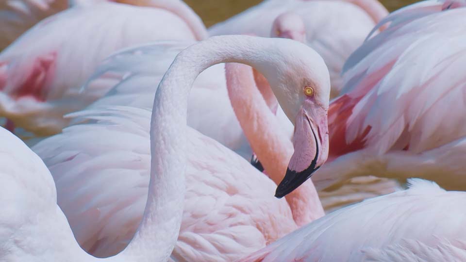 Flammands roses de la Grande Motte