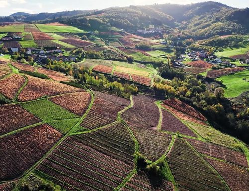 Les vignes du Beaujolais en drone