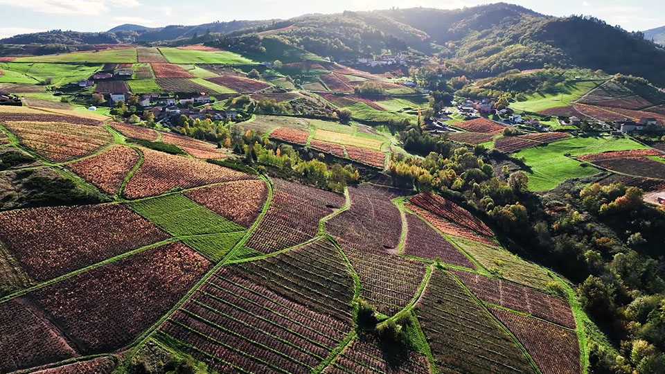 Survol des vignes du Beaujolais en drone